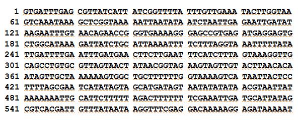 Nucleotide sequence of recombinant DADA-p from L. johnsonii PF01 strain.