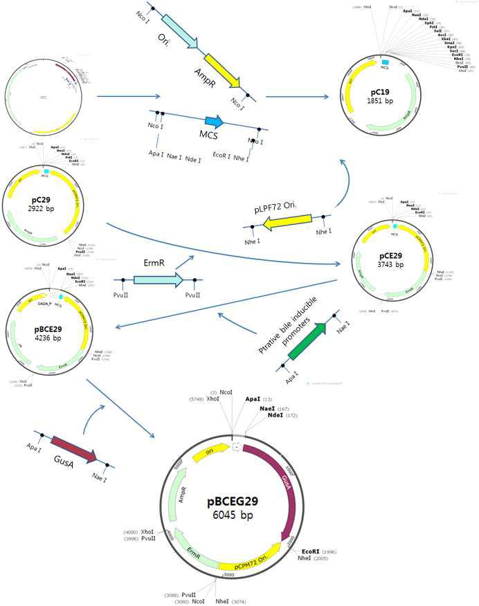 Construction of pBCEG29 shuttle vector.