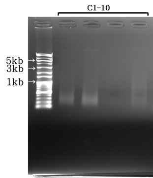 Agarose gel electrophoresis of plasmid DNAs isolated from L. johnsonii C1-10.