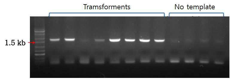 Confirmation of LAB transformants by PCR.