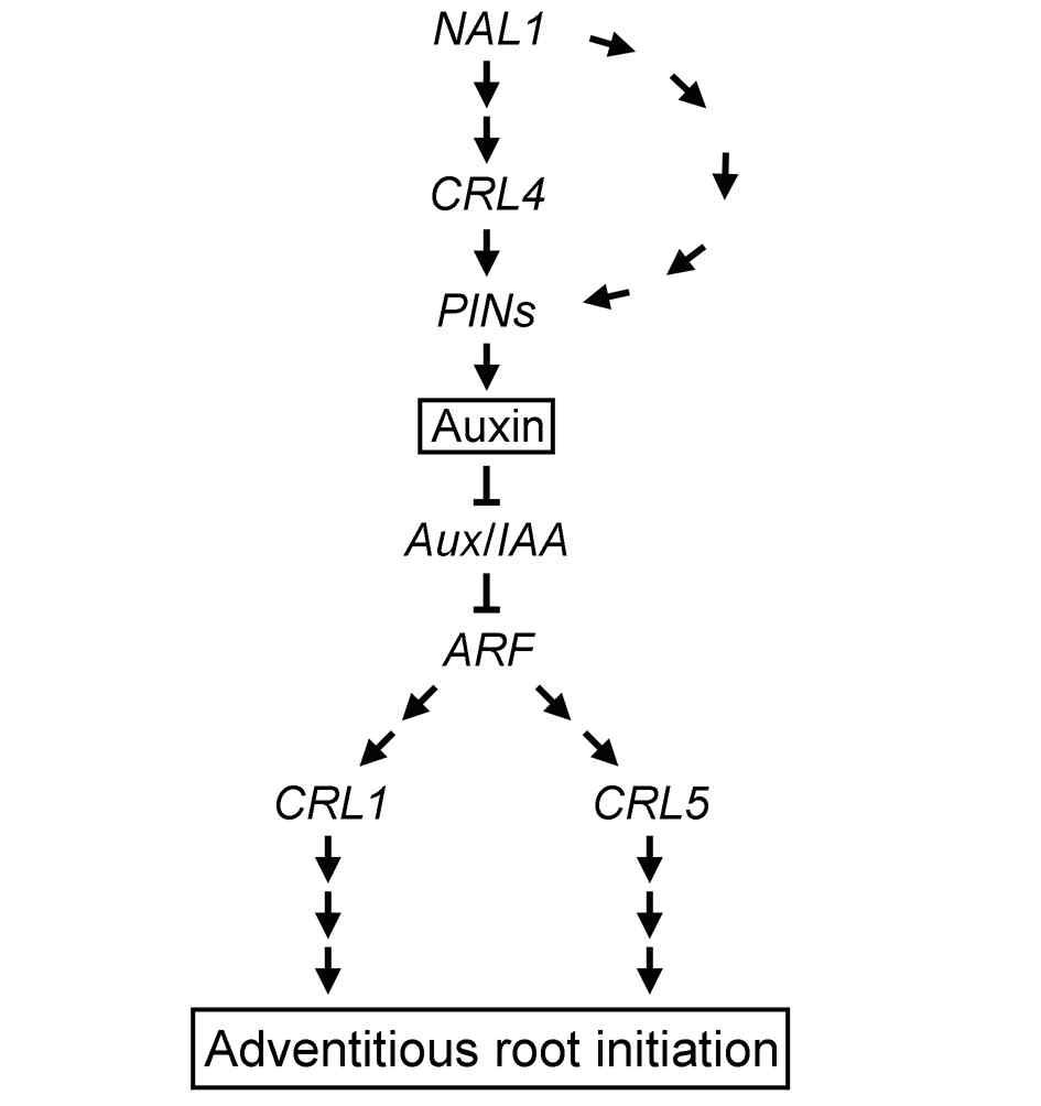 Gene regulatory pathways controlling adventitious root initiation in rice.