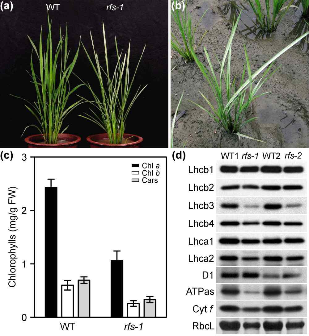 Phenotypic characterization of rfs-1 mutant.