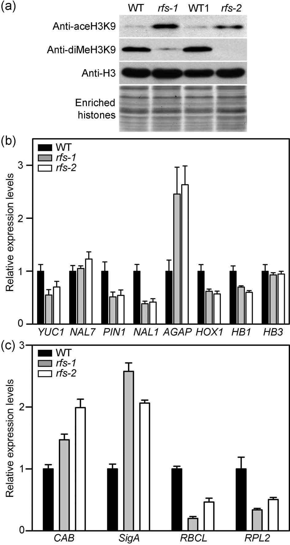 Acetylated histone protein and altered leaf and chloroplast related genes in rfs mutants.