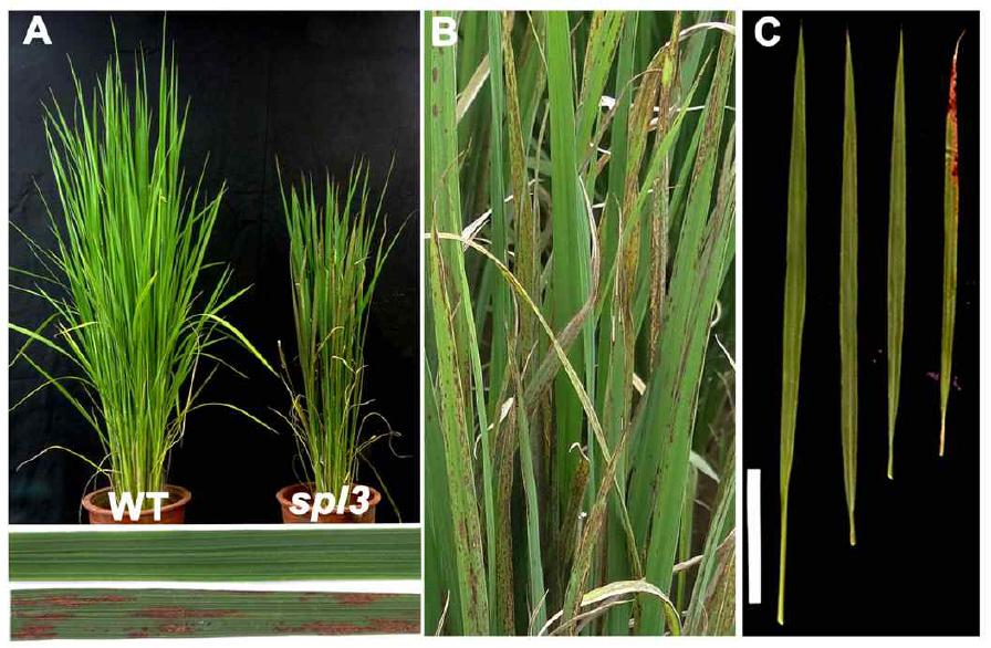 Phenotypic characterization of spl3 mutant.