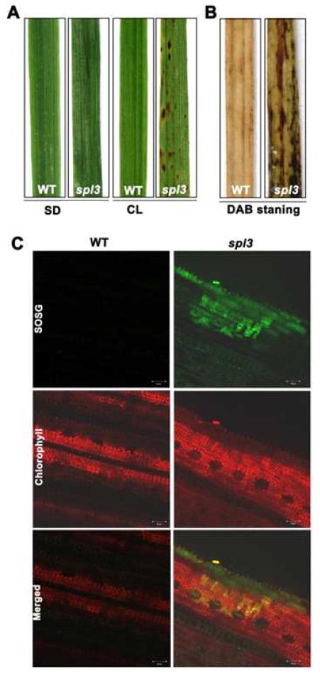 ROS accumulation in WT and spl3 mutant.