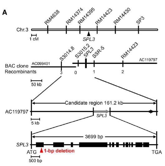 Map-based clonig of spl3 locus Genetic mapping of the SPL3 gene by SSR and STS markers in chromosome 3.