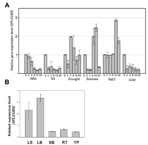 SPL3 expression level analysis using 2 week-old WT plants