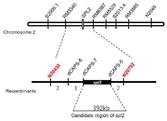 Map-based cloning of the spl2 locus.