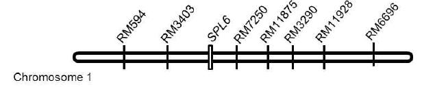 Map-based cloning of the spl6 locus.