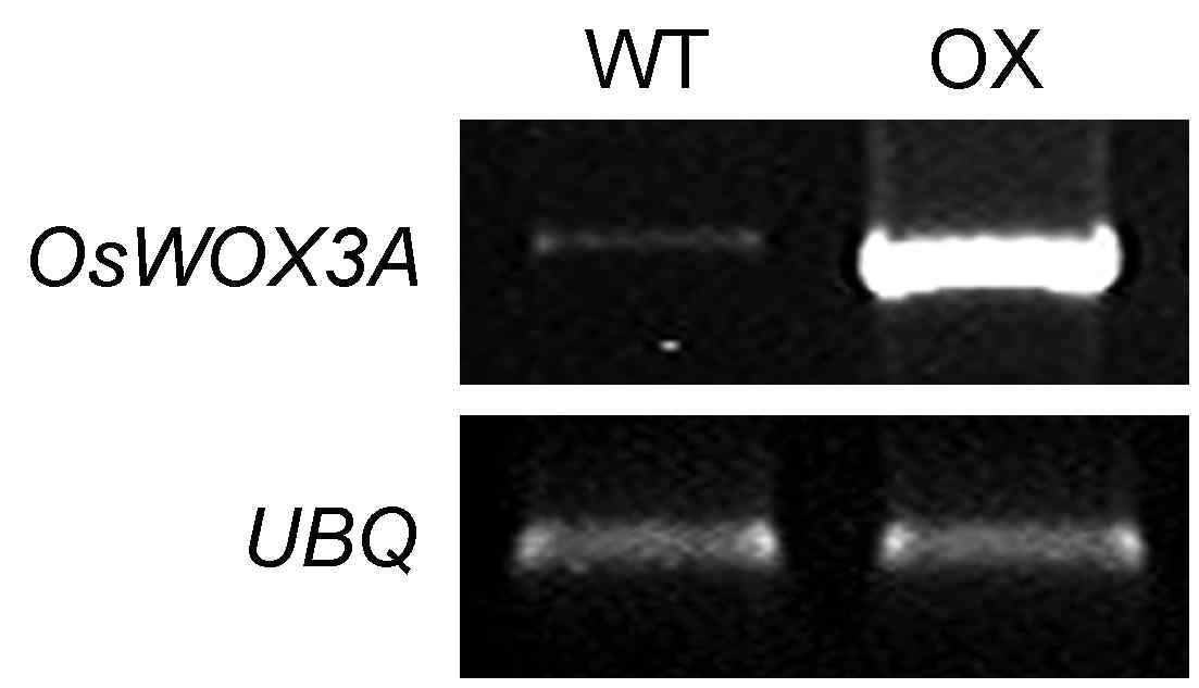 semi-qRT-PCR of transgene expression and southern blotting analysis in the 35S::OsWOX3A plant