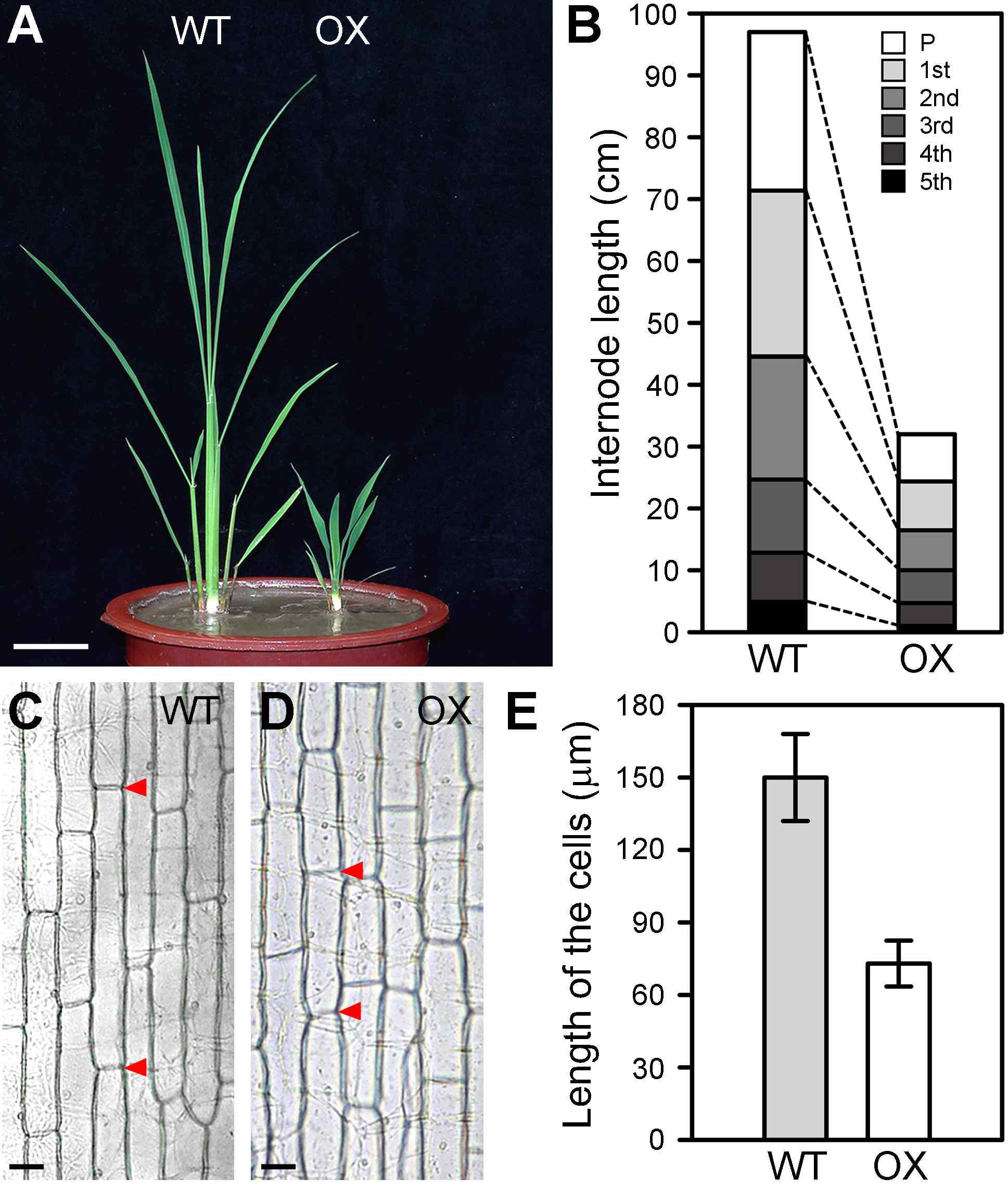 Over-expression of NAL2/3 induced dwarf phenotypes in transgenic plant