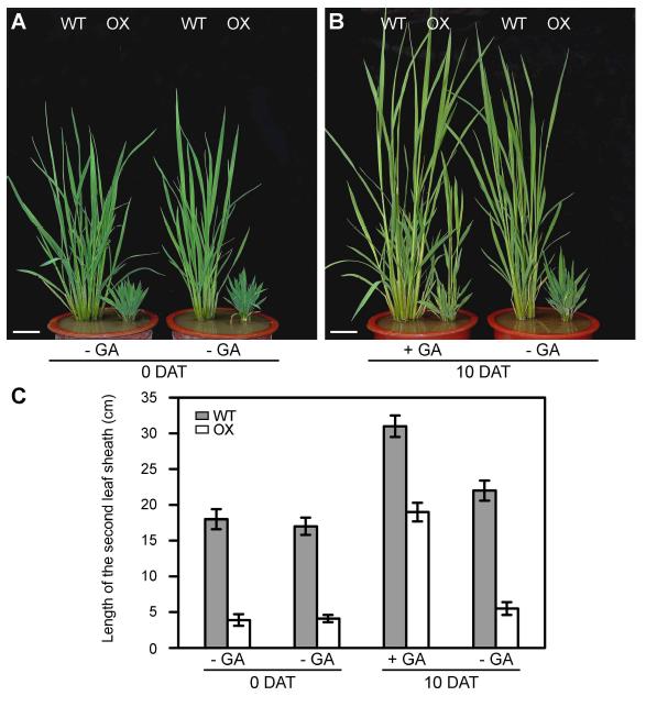 Rescue of dwarf phenotype by GA3 in NAL2/3 overexpression plants.