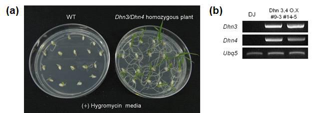 Selection and mRNA expression levels of homozygous Dhn3/Dhn4 double overexpression lines.