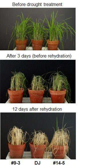 Drought treatment in the wild-type (Dongjin) plants and Dhn3/4 double overexpression plants.