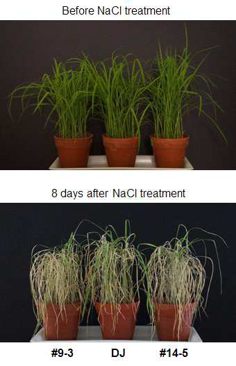 NaCl treatment in the wild-type (Dongjin) plants and Dhn3/4 double overexpression plants.