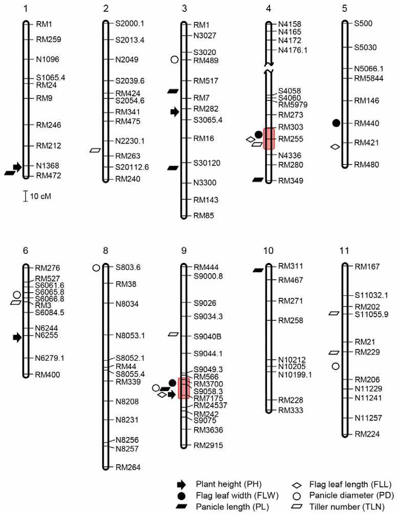 Chromosomal locations of QTLs detected by Q-genes in the F7 RIL population of SNU-SG1/Milyang23.