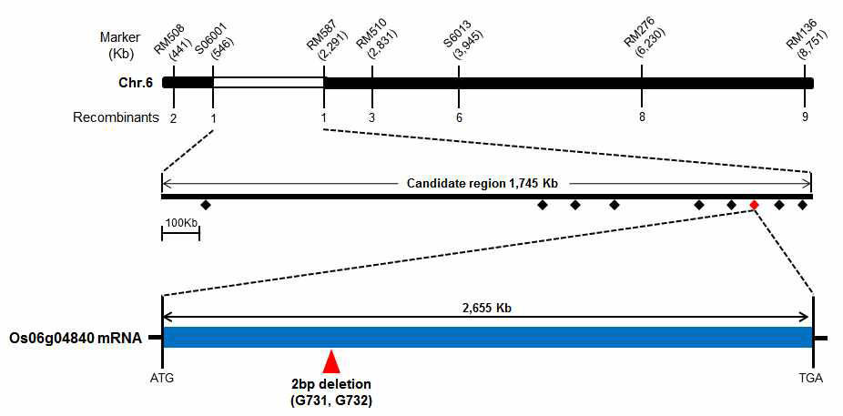 Map-based cloning of spl4.