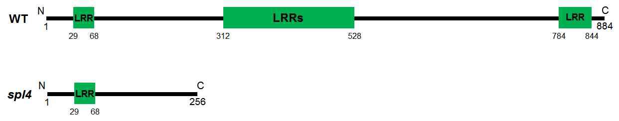 Protein structure of LOC_Os06g04840 in WT and spl4.