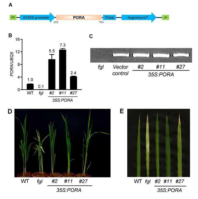 Phenotypic characterization of 35S:PORA/fgl plants.