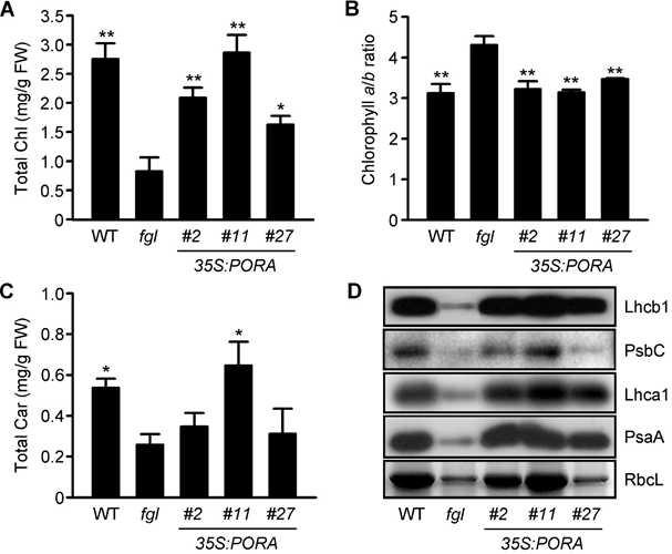 Characterization of Photosynthetic parameters in 35S:PORA/fgl plants.