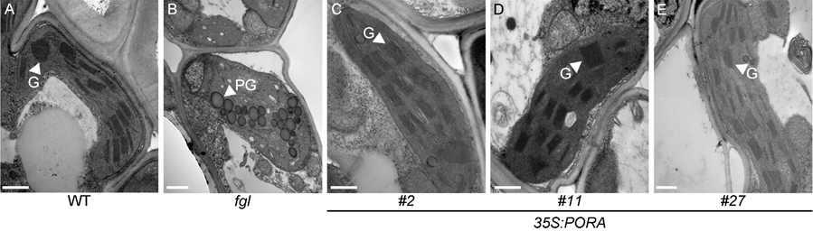 Transmission electron microscopy analysis of chloroplast in 35S:PORA/fgl leaves.