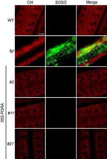 Singlet oxygen accumulation in 35S:PORA/fgl.