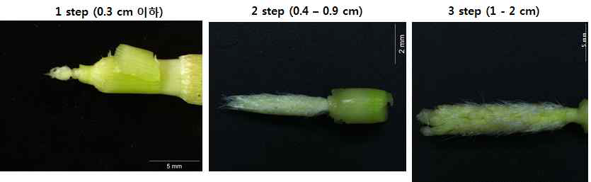 microarray에 사용된 초기 발달시기의 이삭