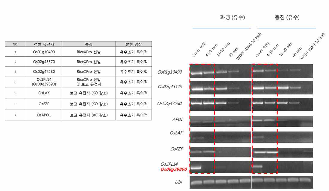 초기 유수 특이적 발현 유전자의 관찰