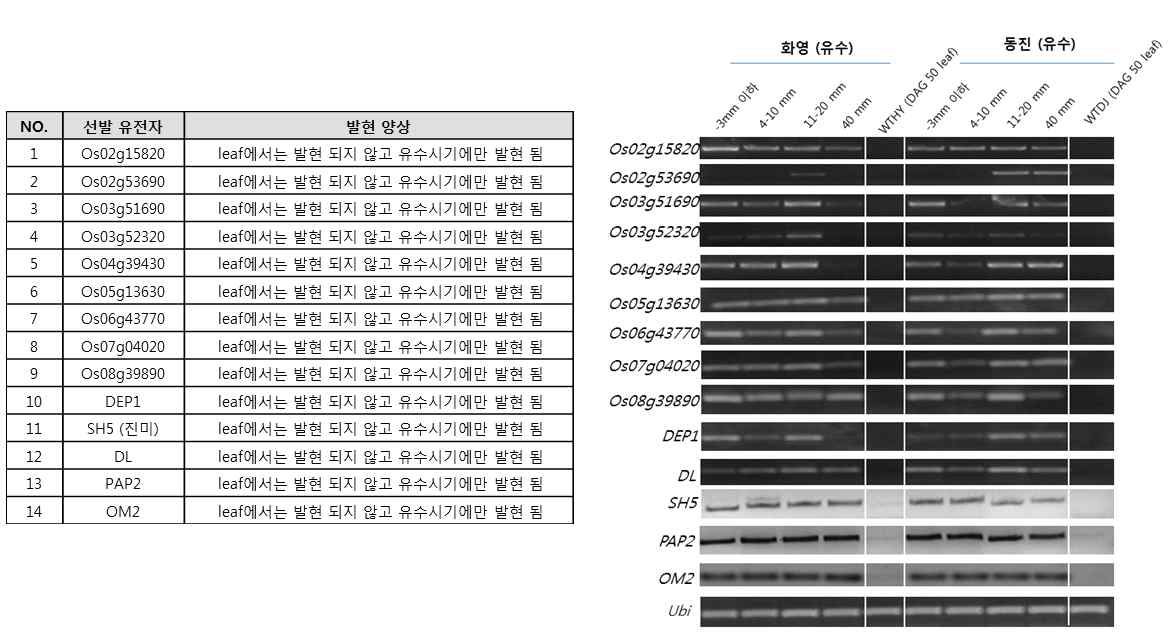 유수 특이적 발현 유전자의 관찰