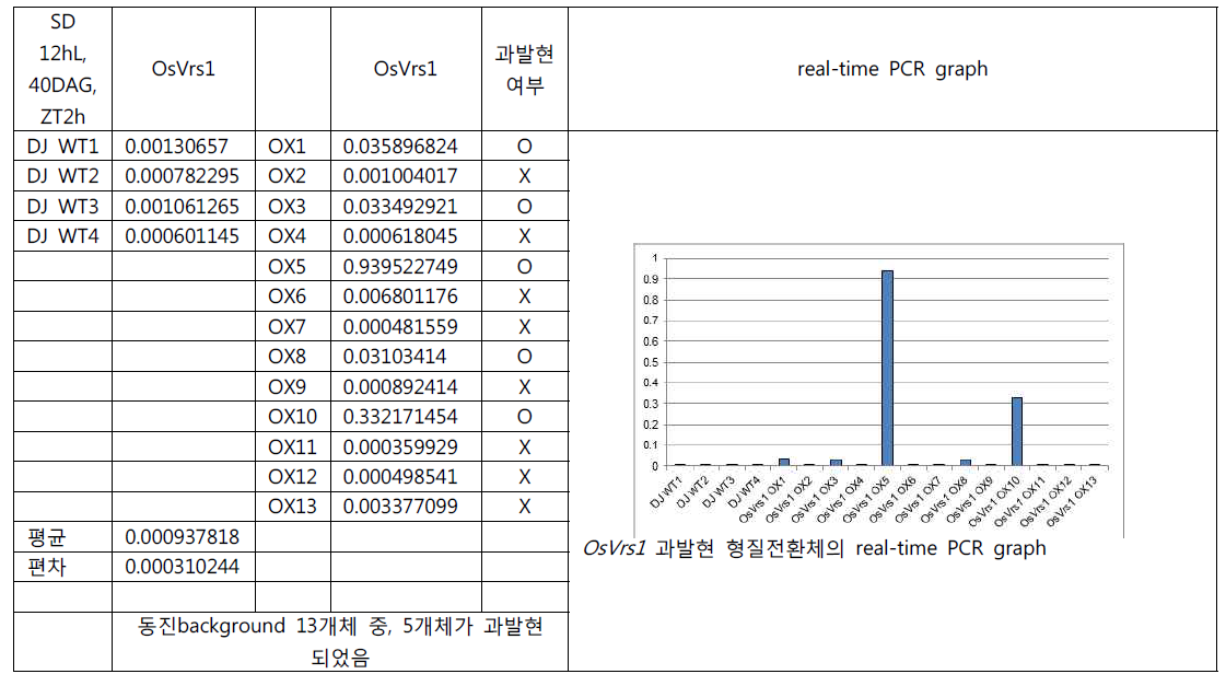 OsVrs1 과발현 형질전환 식물체에서 real-time PCR을 통한 과발현 조사