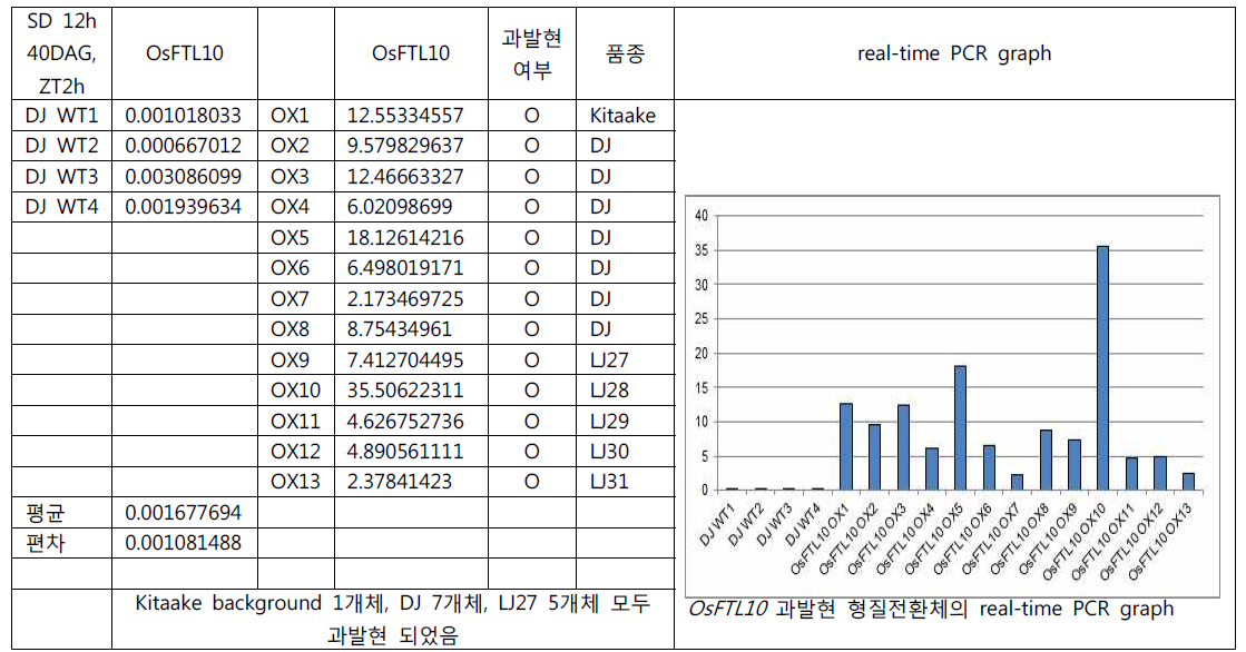 OsFTL10 과발현 형질전환 식물체에서 real-time PCR을 통한 과발현 조사