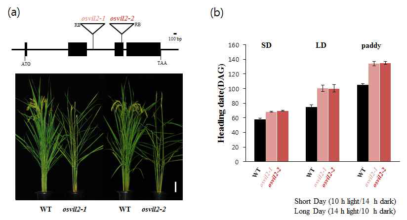 (a) OsVIL2 유전자의 T-DNA 삽입위치 및 개화 표현형. (b) 단일 조건, 장일 조건, 논에서 개화시기 관찰.