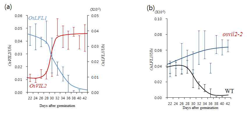(a) WT에서 OsVIL2와 OsLFL1 유전자의 발현 양상 관찰. (b) WT과 osvil2 돌연변이에서 OsLFL1 유전자 발현 양상.