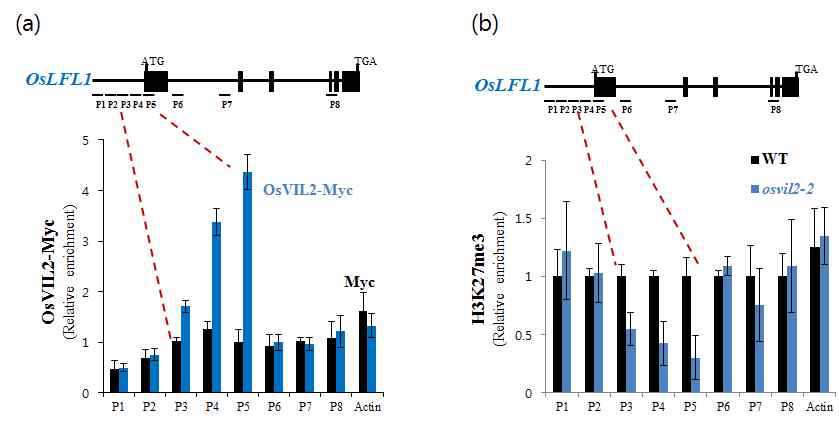 (a) OsVIL2-Myc 형질전환체를 이용한 OsLFL1 chromatin 과의 결합여부를 관찰한 Chromatin immuno-precipitation assay. (b) H3K27me3 antibody를 이용한 OsLFL1 프로모터 부위의 H3K27me3 정도를 관찰.