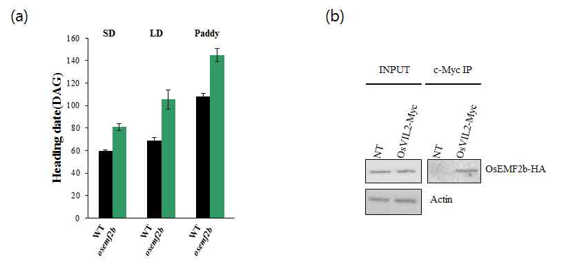 (a) Co immuno-precipitation assay를 통한 벼의 PRC2 subunit인 OsEMF2b와 OsVIL2의 단백질 결합 관찰. (b) osemf2b 돌연변이체의 단일 조건, 장일 조건, 논에서 개화시기 관찰.