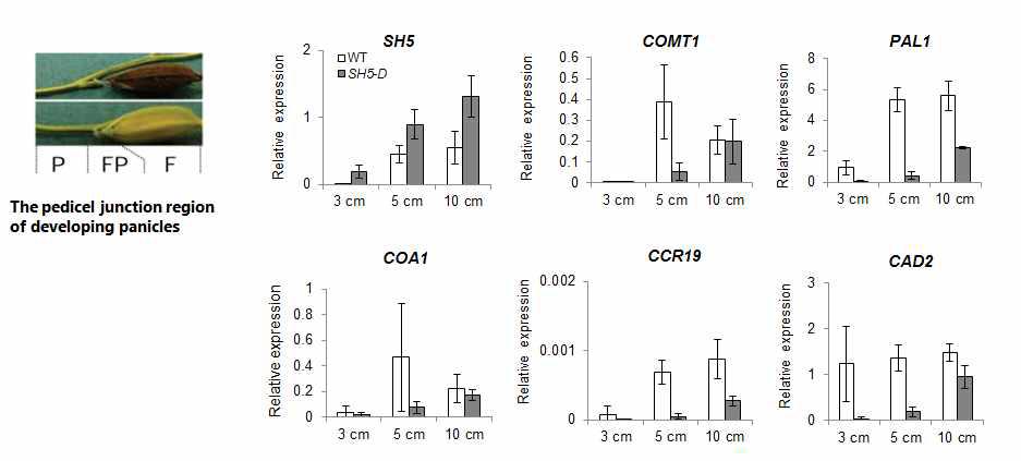 SH5-D의 spikelet과 pedicel junction 부위에서 lignin 생합성 유전자 발현 관찰