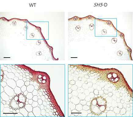 SH5-D node에서 lignin 축적 관찰