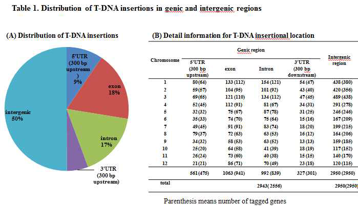 키타케 유전체의 다양한 부위에 삽입된 T-DNA