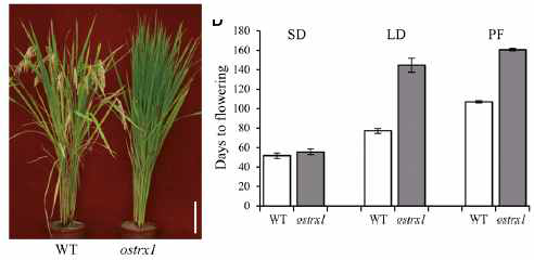ostrx1 돌연변이의 개화시기 표현형