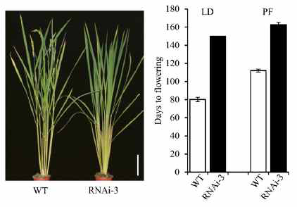 OsTrx1 RNAi 식물체의 개화시기 표현형