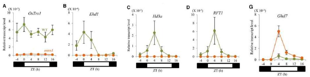 ostrx1 돌연변이에서 Ehd1, Hd3a, RFT1, Ghd7의 발현 관찰