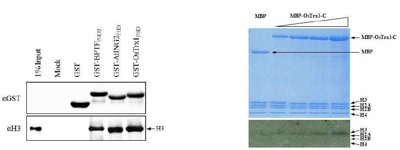 OsTrx1 PHD motif와 히스톤 H3와의 상호결합 및 OsTrx1-C의 histone methyltransferase 활성