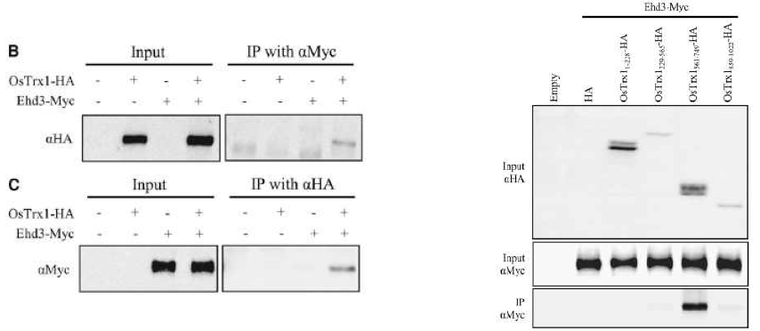 OsTrx1의 PHD motif 영역이 Ehd3와의 상호결합을 매개함을 보여준다.