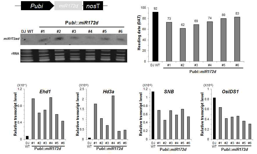 miR172d 과발현 식물체의 개화시기 분석