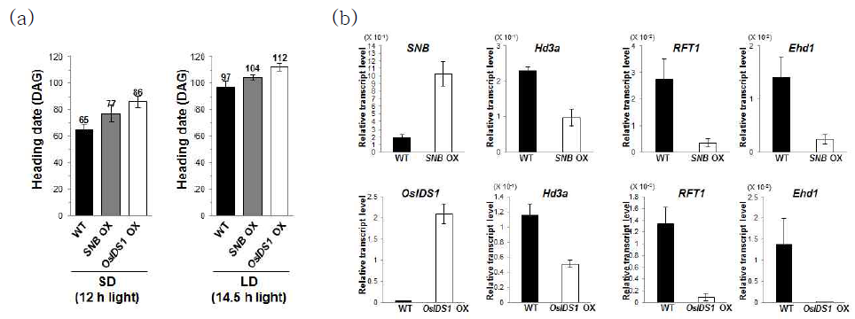 SNB, OsIDS1 과발현 식물체의 분석
