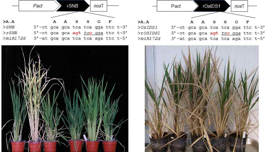 rSNB와 rOsIDS1 과발현 식물체의 개화시기 표현형