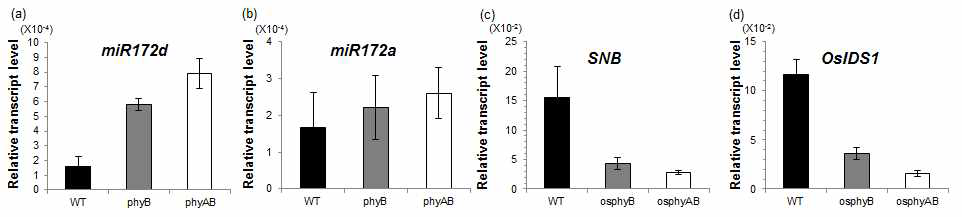 osphyB, osphyA osphyB 돌연변이에서 miR172a, d, SNB, OsIDS1의 발현 관찰