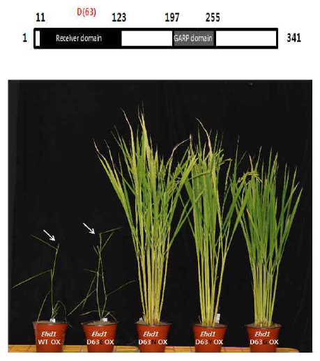 WT-Ehd1 과발현 식물체와 mutated-Ehd1 과발현 식물체의 개화시기 비교