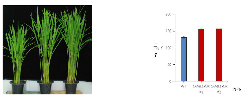 OsVIL1 과다 발현체의 Biomass 표현형