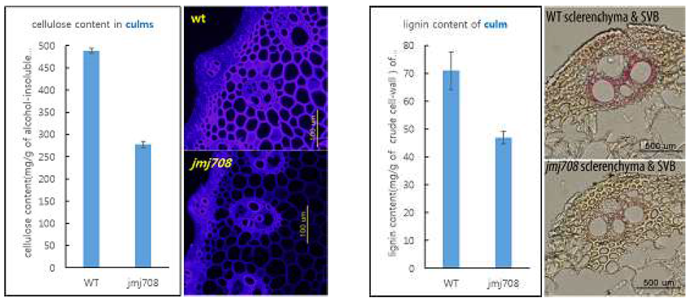 osjmj708 돌연변이의 cellulose와 lignin의 측정